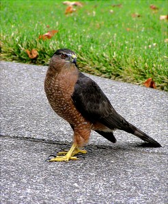 Sharp-shinned hawk. Henry Ratz